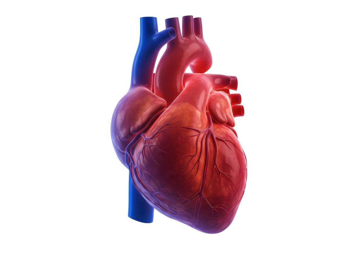 Corazón humano aislado, ilustración anatómica limpia